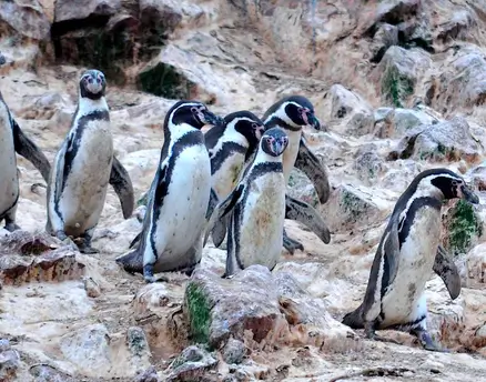 ballestas paracas ica