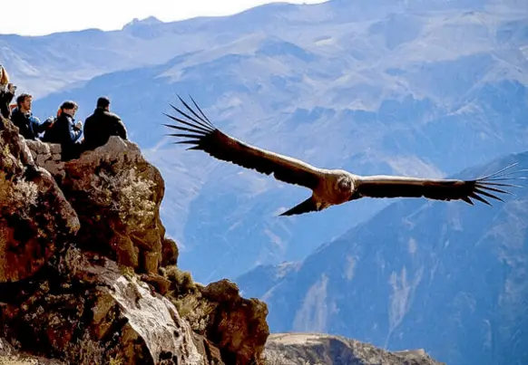 full day colca canyon + flight of the condor